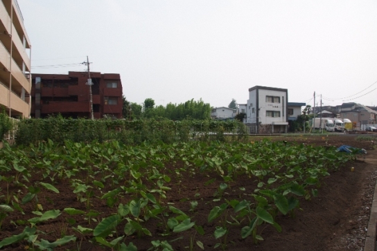 A笠0056ｲ0807羽沢３生産緑地を前に周囲ではマンションや住宅が立ち並ぶ練馬の典型の景観.jpg